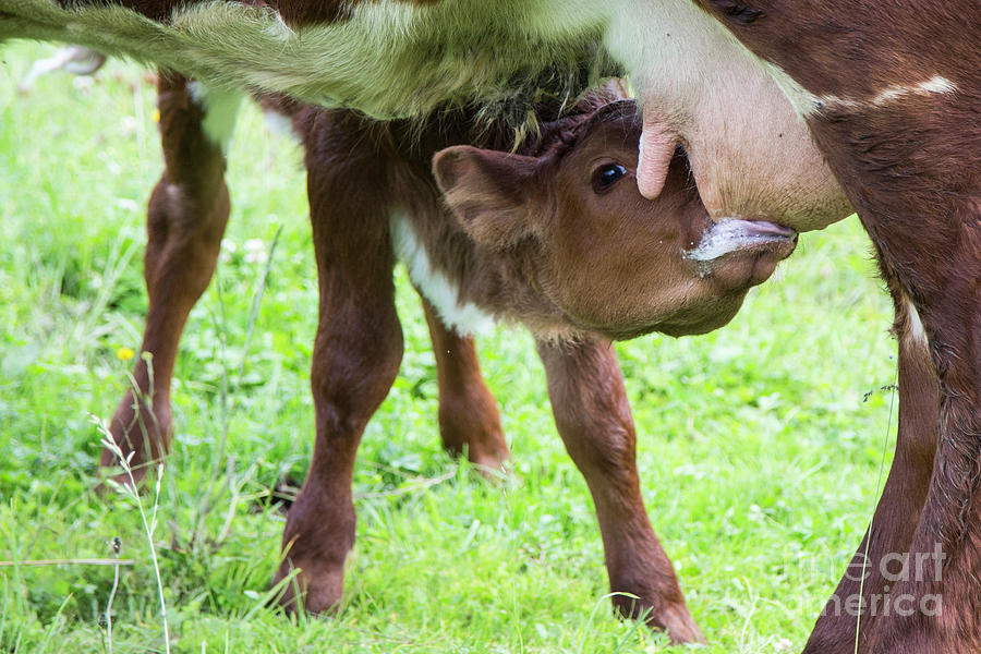 drinking milk by Fabian Roessler drinking milk by Fabian Roessler