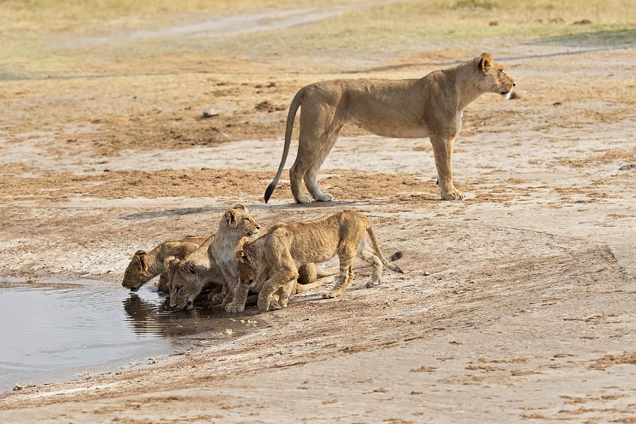 Lion Photograph - Drinking Pole by Marco Pozzi