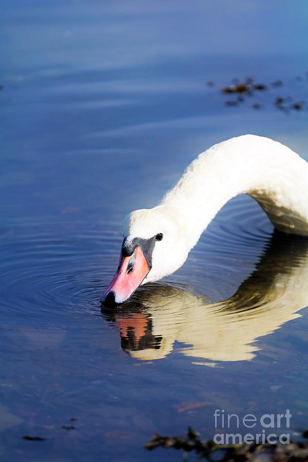 Drinking Swan Photograph by Terri Waters