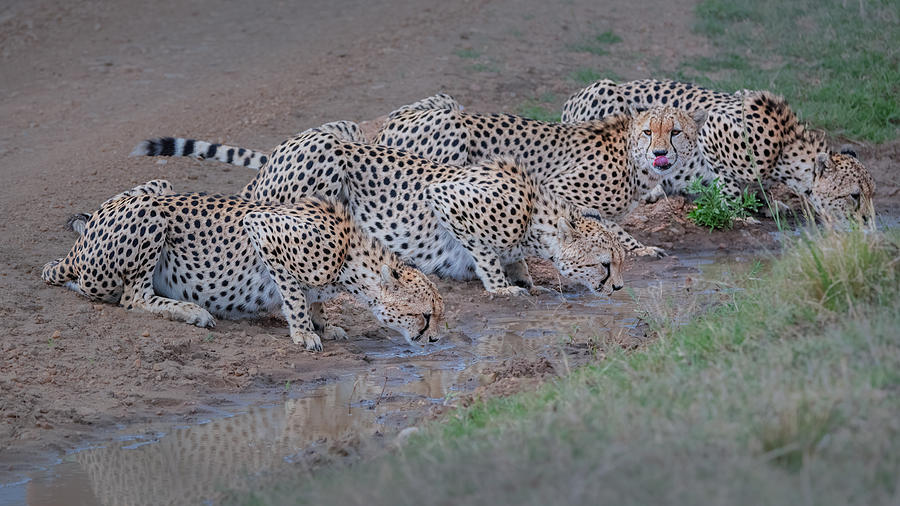 Drinking Time For The Four Cheetah Brothers Photograph by Sheila Xu