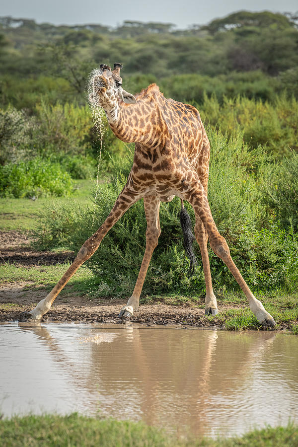 Giraffe Photograph - Drinking With Anxiety by Jeffrey C. Sink