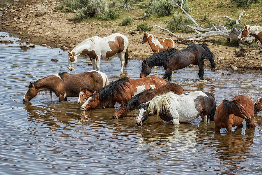 Drinking with my Band by Belinda Greb Drinking with my Band by Belinda Greb