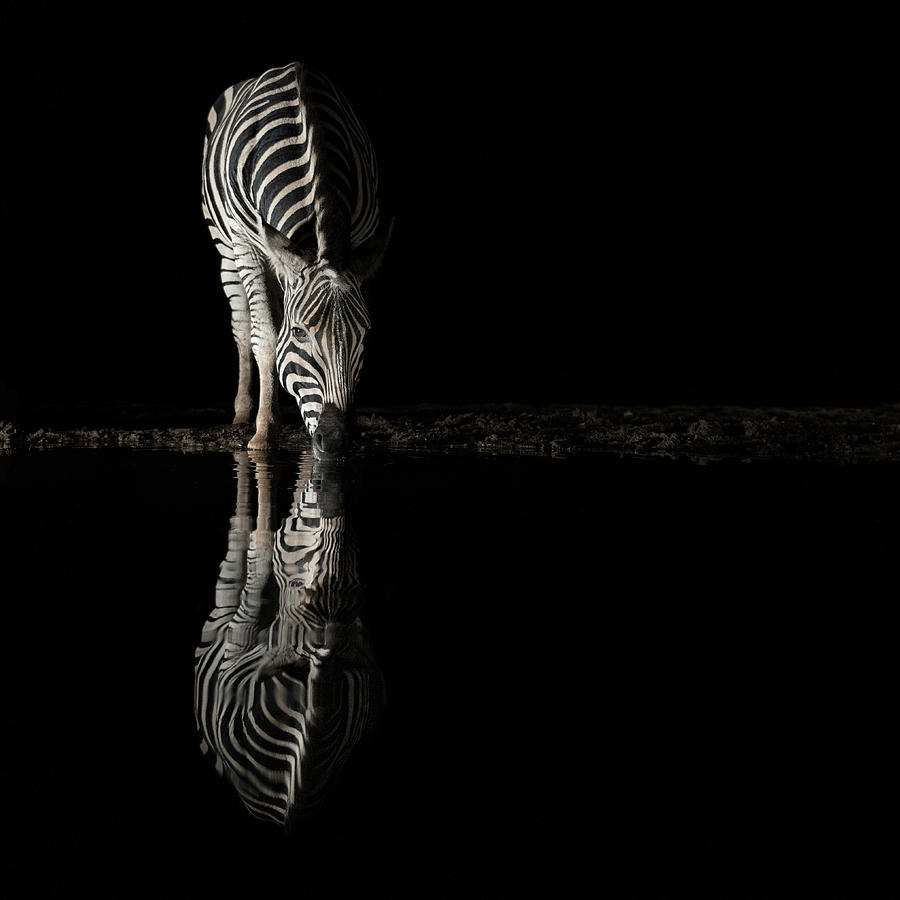 Drinking Zebra Photograph by Bart Michiels