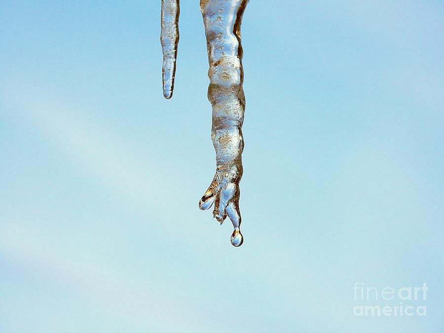 Dripping Finger Icicle Photograph By Carmen Macuga