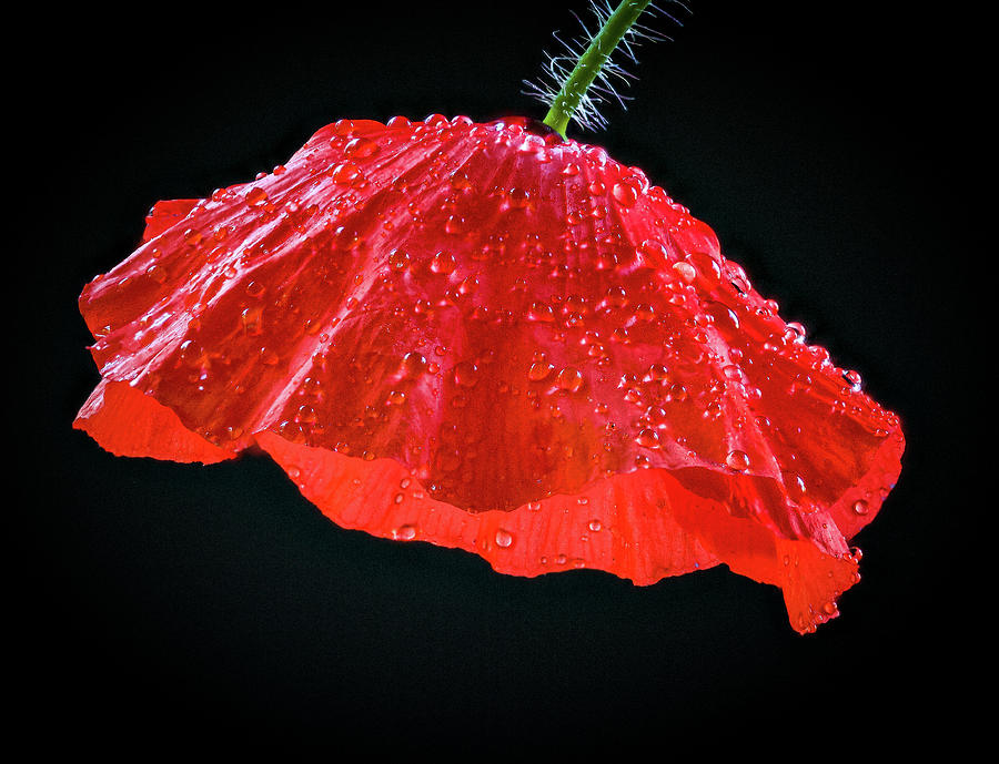 Dripping Poppy Photograph by Jean Noren