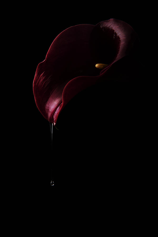 Dripping Red Photograph by Laura Benvenuti