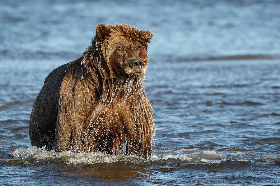 Dripping Wet Photograph by Ann Skelton