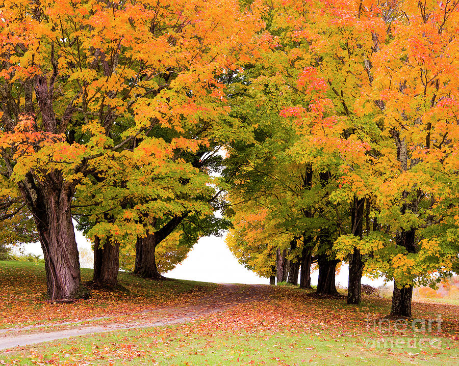 Driveway Lined with Maples Photograph by Alana Ranney