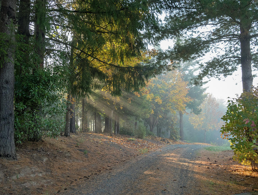 Driveway Morning Light Photograph by Jean Noren
