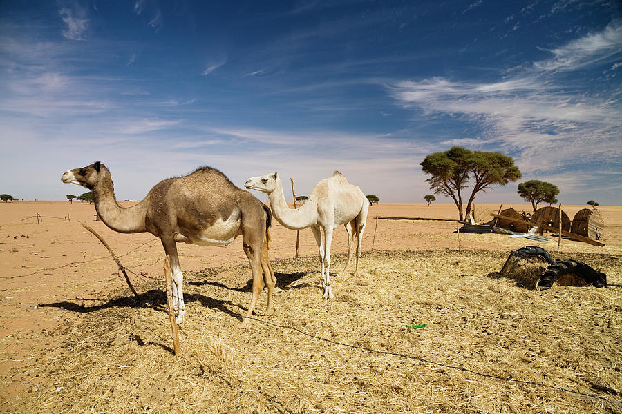 Dromedaries, Camelus Dromedarius, Libya, Sahara, North Africa ...