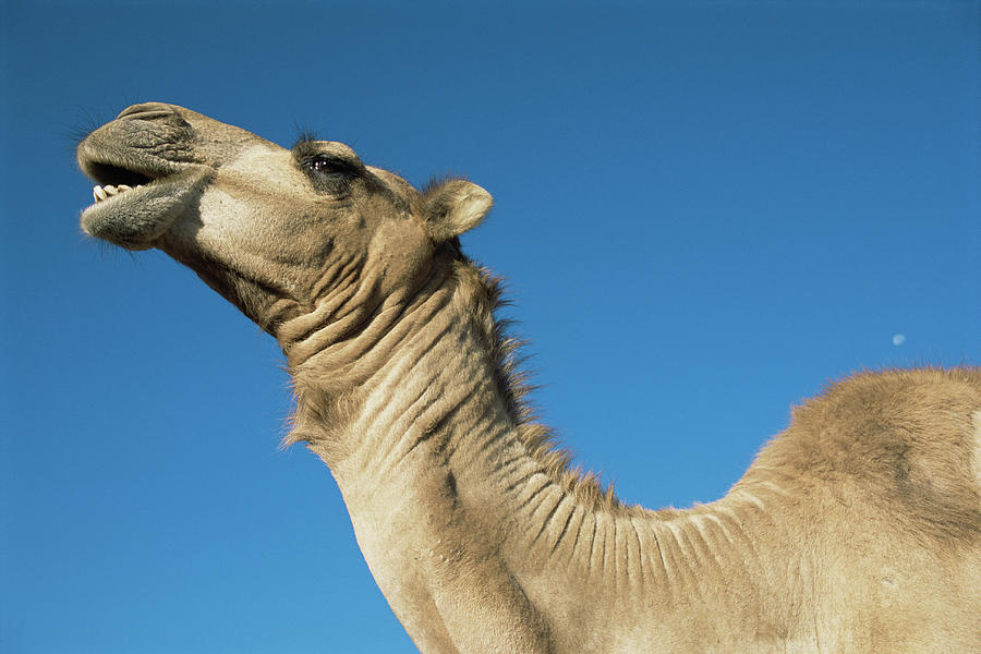 Dromedary Camel Camelus Dromedarius Photograph by James Warwick