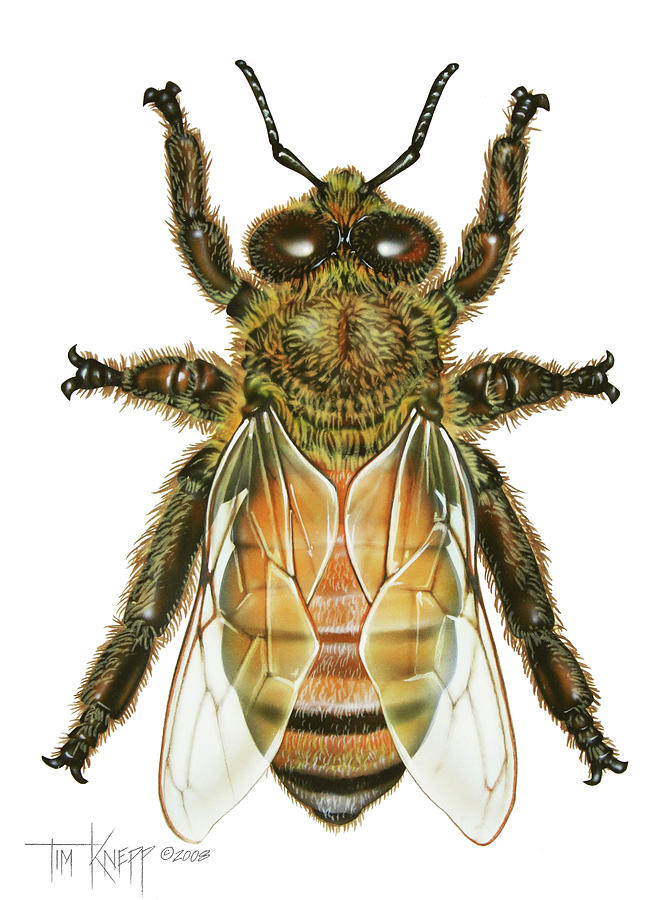 Honey Bee Painting - Drone Honey Bee by Tim Knepp