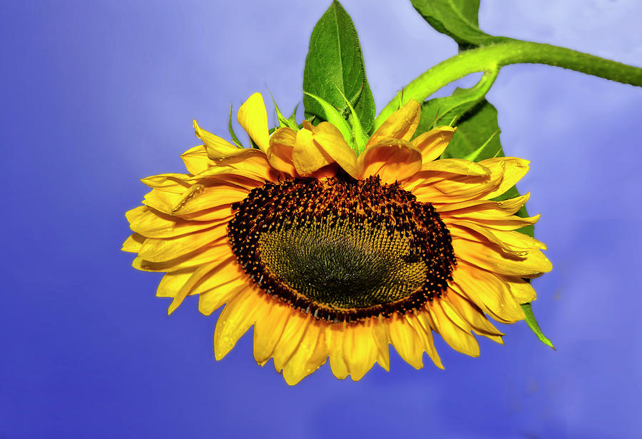 Drooping Sunflower 003 Photograph by George Bostian - Pixels