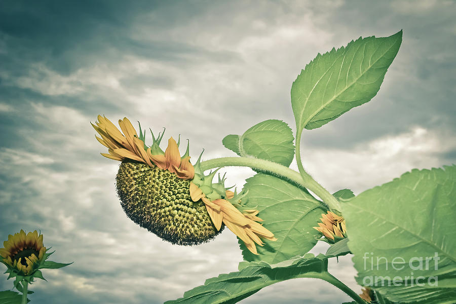 Drooping Sunflower Photograph by Colleen Kammerer