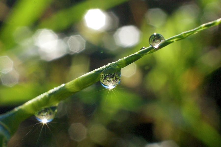 Drop of Sunlight Photograph by Ethan Edmunds | Pixels