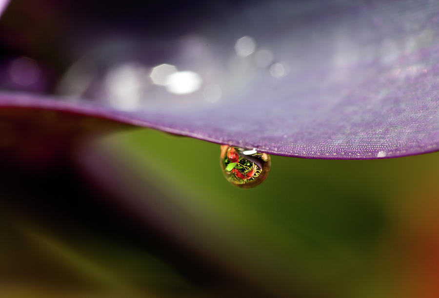 Drop Of Water Photograph by Pablo Reinsch Photography