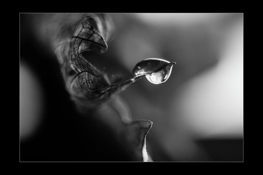Drop on a wine leaf 2 BW Photograph by Wolfgang Stocker