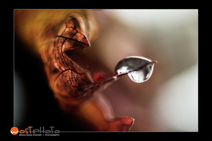 Drop on a wine leaf 2 Photograph by Wolfgang Stocker