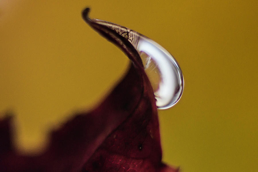 Drop on a wine leaf 3 Photograph by Wolfgang Stocker