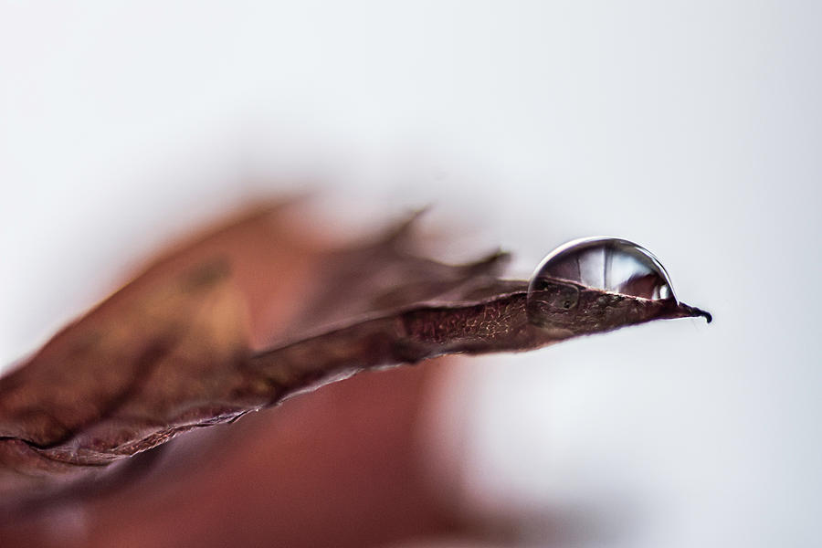 Drop on a wine leaf Photograph by Wolfgang Stocker