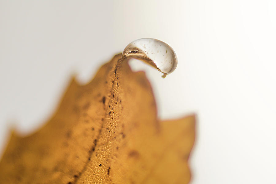 Drop on a yellow wine leaf  Photograph by Wolfgang Stocker