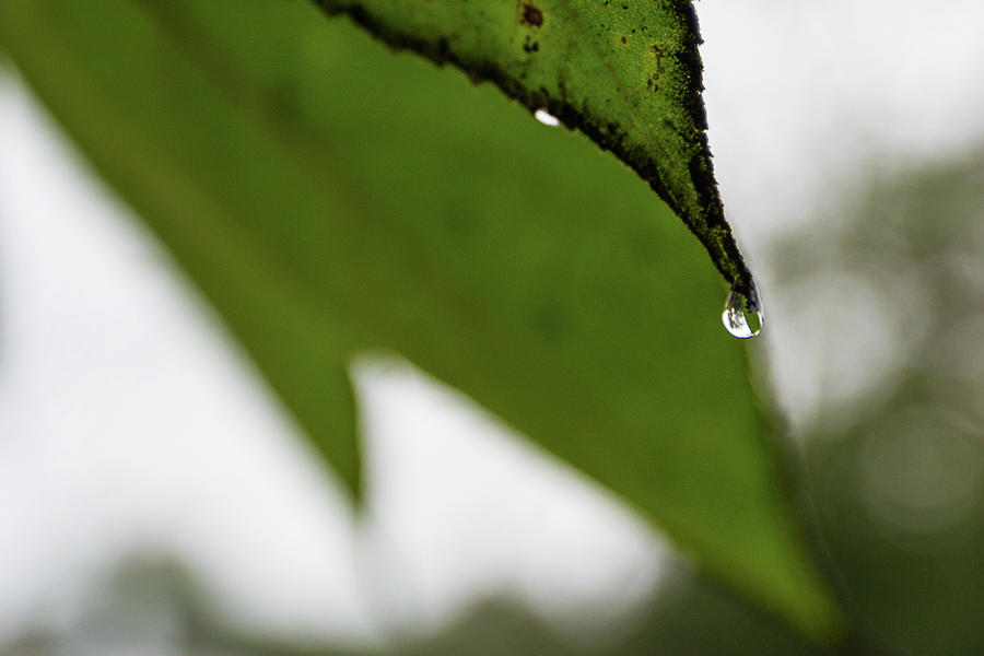 Droplet Photograph by Fred DeSousa Droplet Photograph by Fred DeSousa