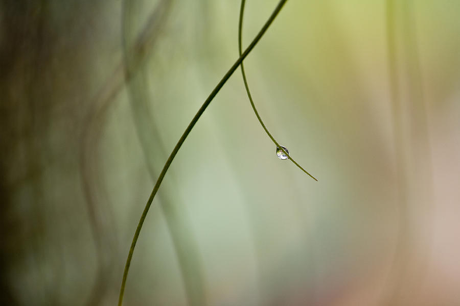 Water Photograph - Droplet by Mel Brackstone
