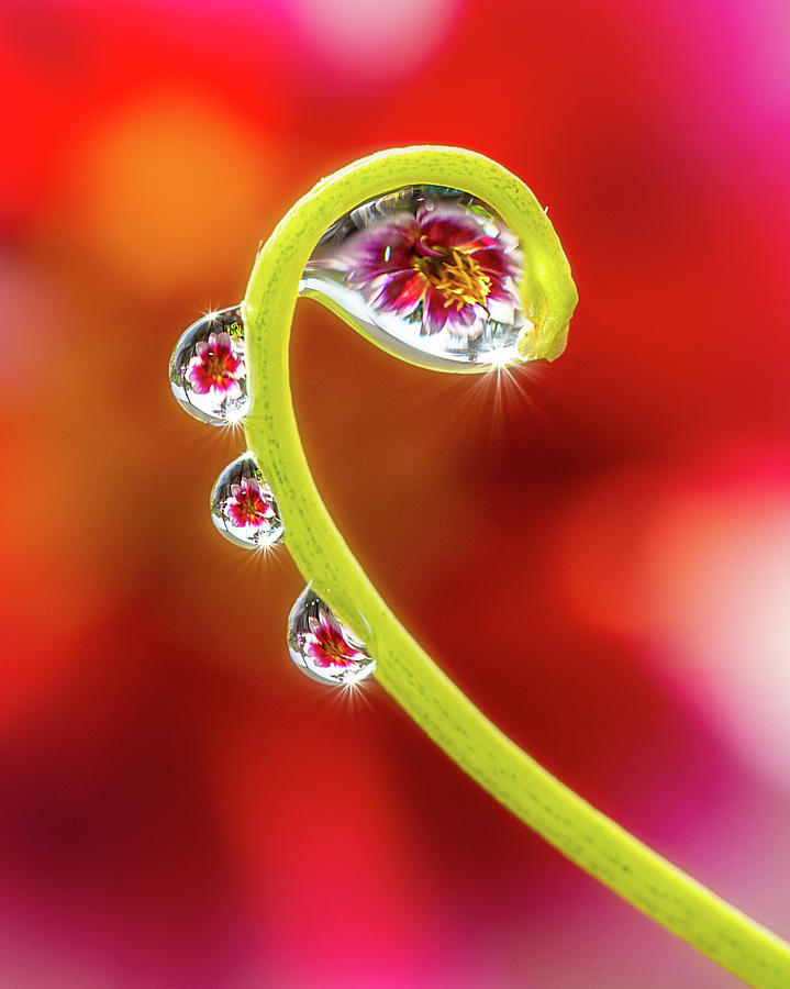 Droplets Photograph by John Randazzo