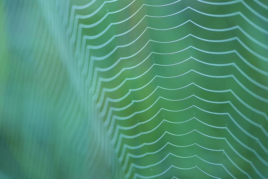 Droplets Of Dew On Spider Web Photograph by Noriyuki Araki