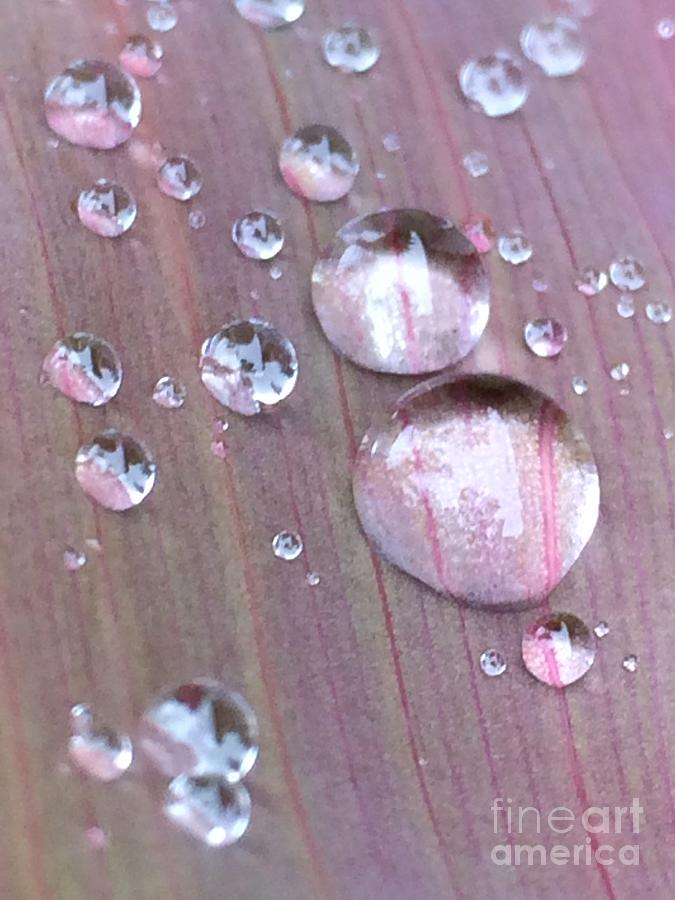 Droplets of rain  Photograph by Natalia Wallwork