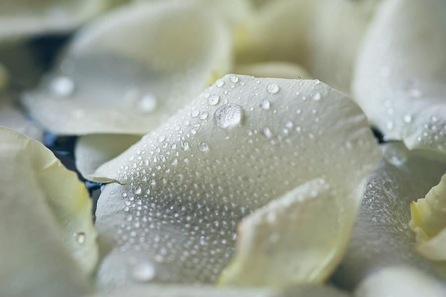 Droplets Of Water On White Rose Petals Photograph by Dirk Olaf Wexel