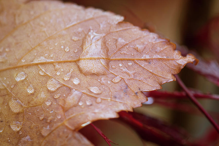 Droplets on Fall Leaf Photograph by Catherine Avilez