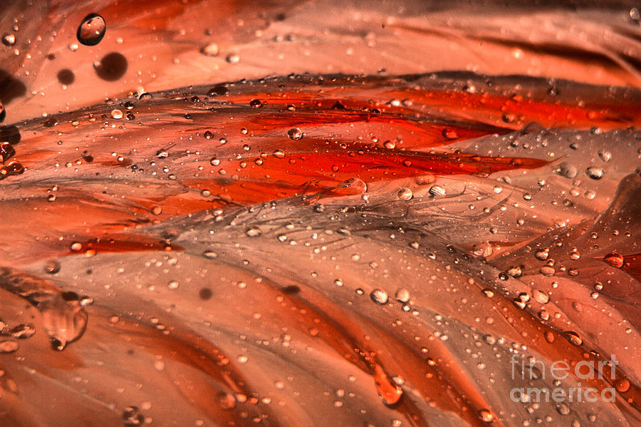 Droplets On Flamingo Feathers Photograph by Adam Jewell