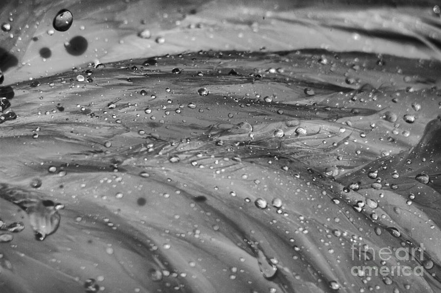 Droplets On Flamingo Feathers Black And White Photograph by Adam Jewell