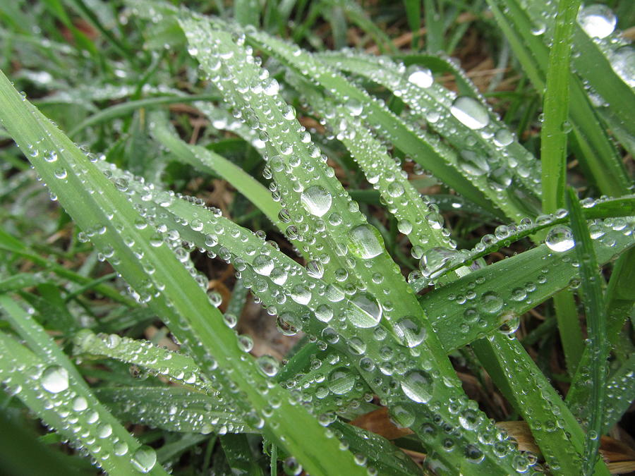 Droplets On Grass - #4946 Photograph by StormBringer Photography