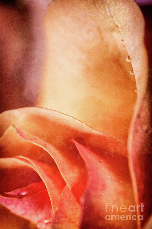Droplets on rose petals by Silvia Ganora Droplets on rose petals by Silvia Ganora