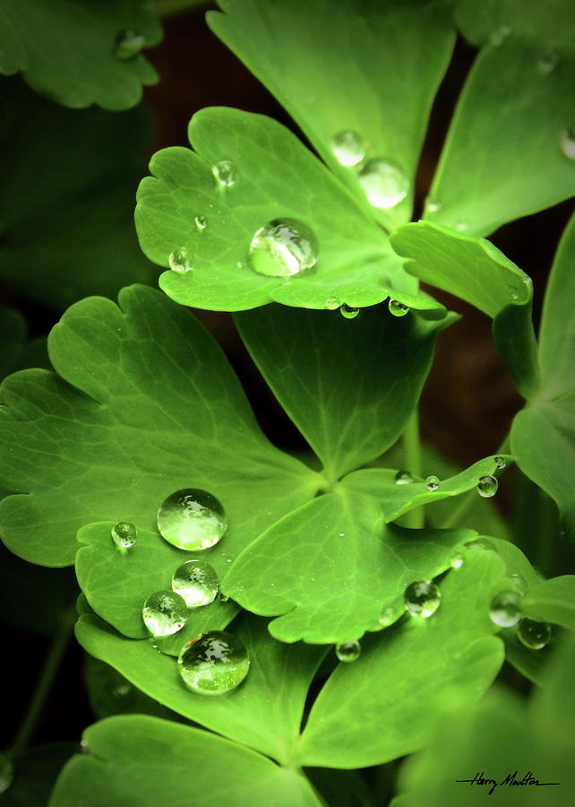 Droplets to Beads Photograph by Harry Moulton