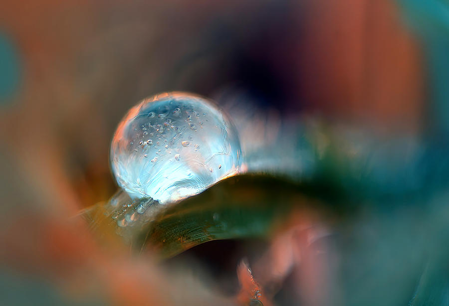 Nature Photograph - Droppe I Dunkel. by Ylva Sjgren