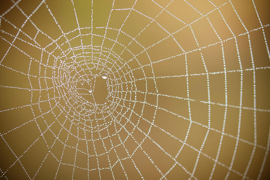 Drops Of Dew In Spiders Web Photograph by Sylvain Masson Drops Of Dew In Spiders Web Photograph by Sylvain Masson