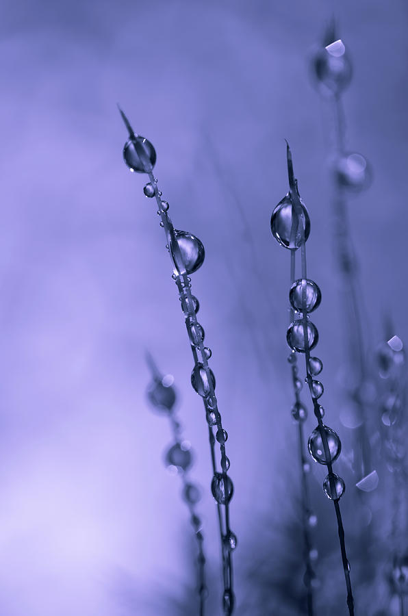 Macro Photograph - Drops Of Silver by Bee Thalin