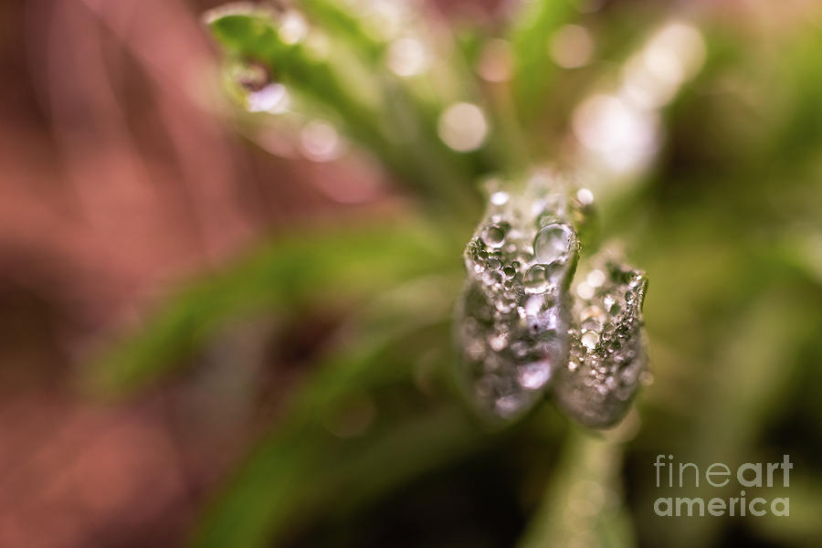Drops of water from the dew on the leaves of a rosemary. Photograph by Joaquin Corbalan