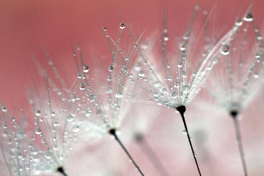Flowers Still Life Photograph - Drops On Dandelion by Kees Smans