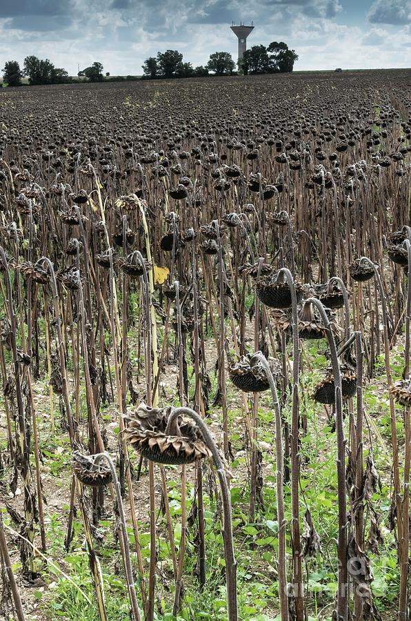 Sunflower Photograph - Drought And Farming by Martyn F. Chillmaid/science Photo Library