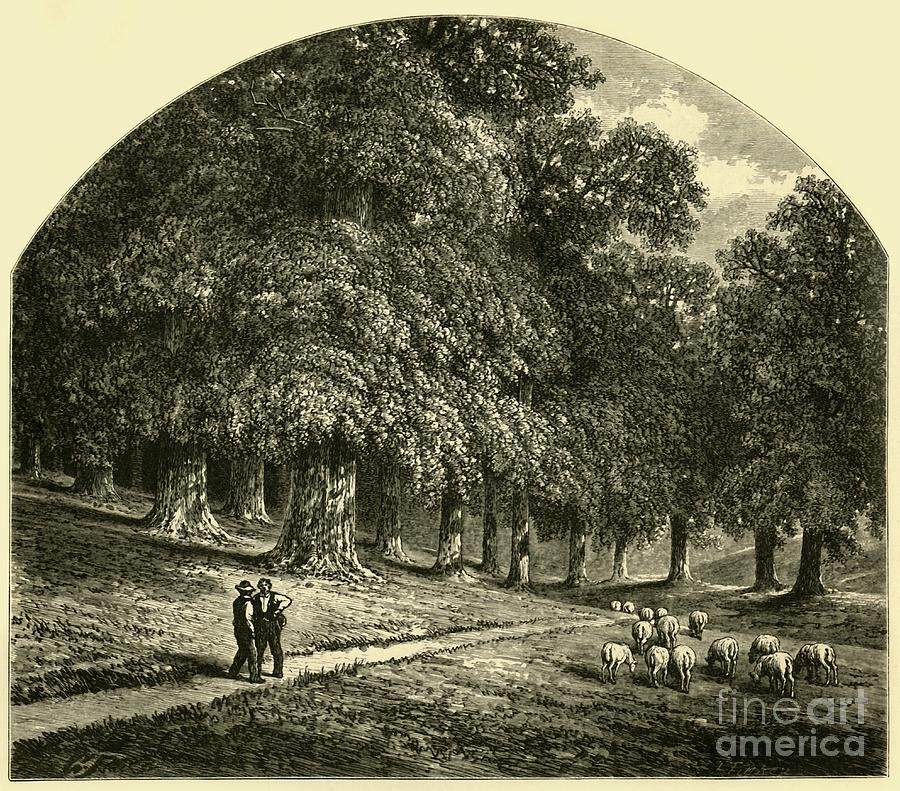 Druid-hill Park Drawing by Print Collector