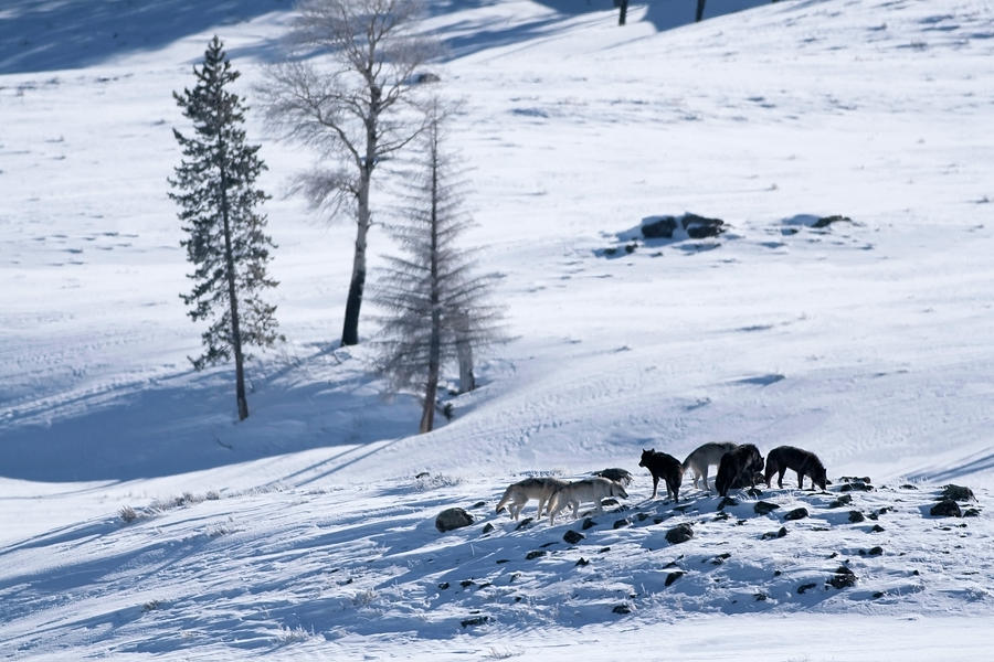 Druid Wolf Pack In Snow Filled Lamar Photograph by Milehightraveler