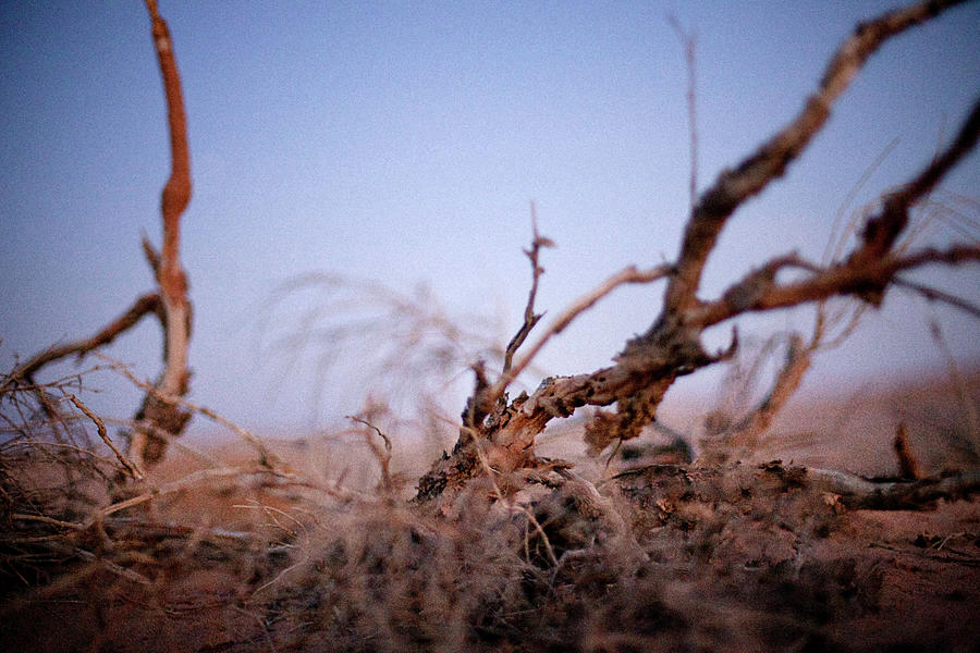 Dry Bush In The Desert, Machtesch Ramon, Negev Desert, Israel Photograph by Daniel Fort Photography