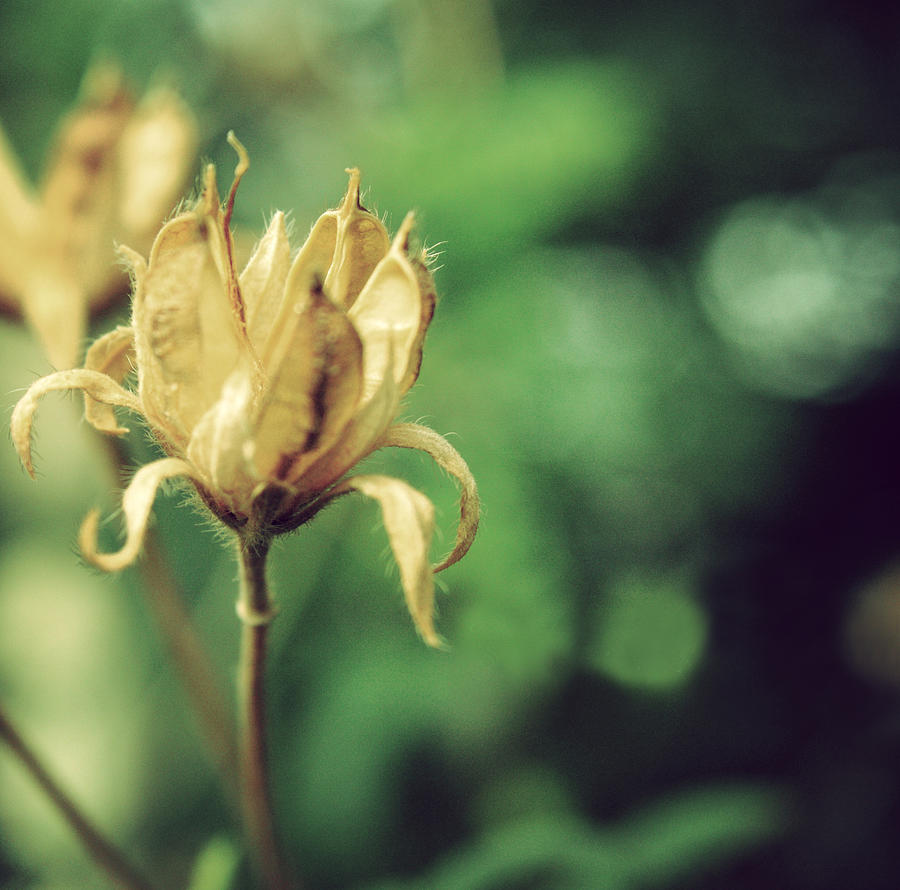 Dry Flower Photograph by Julia Davila-lampe