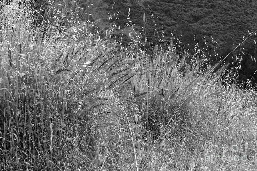 Dry Grass Photograph