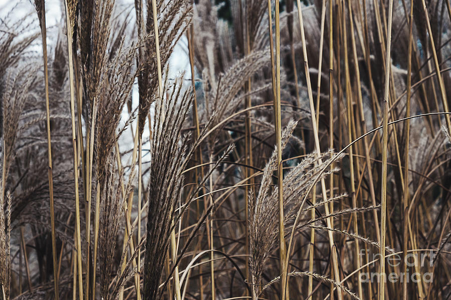  Dry reed in the twilight Photograph by Marina Usmanskaya