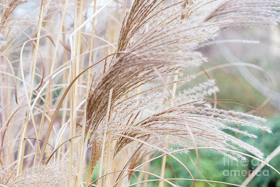  Dry reed Natural pattern Photograph by Marina Usmanskaya